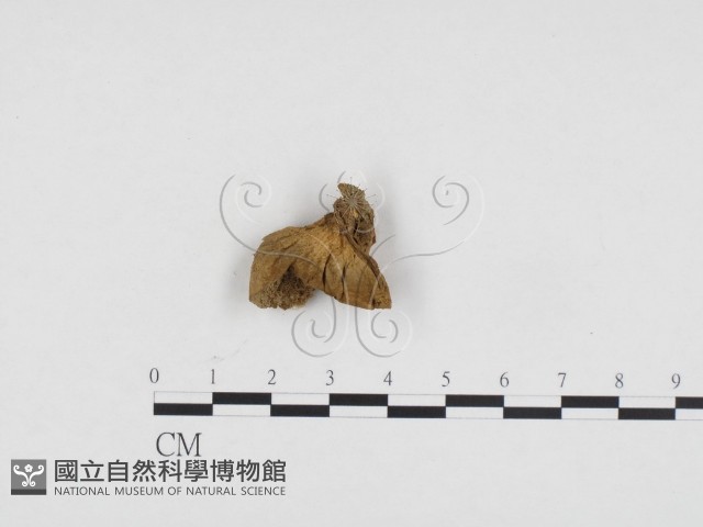 登錄號:F0024149藏品圖，第1張