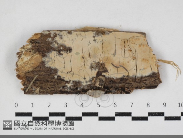 登錄號:F0034149藏品圖，第1張