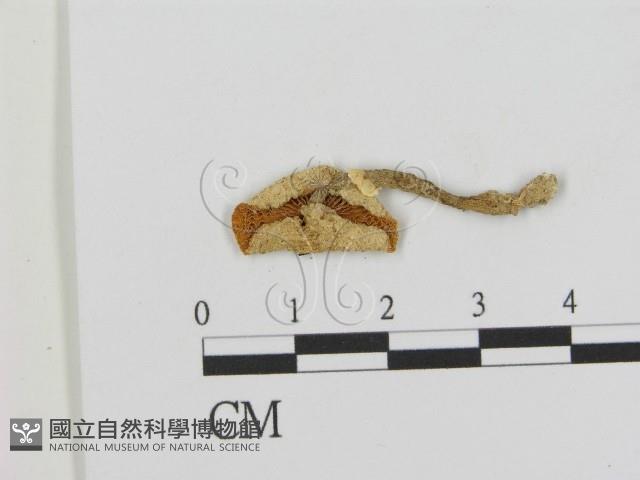 登錄號:F0002149藏品圖，第1張