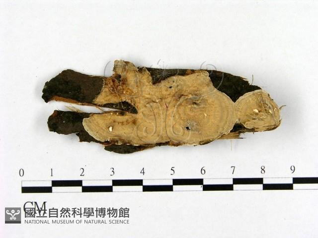登錄號:F0012149藏品圖，第1張
