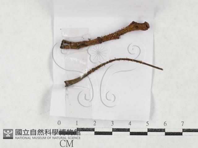 登錄號:F0027149藏品圖，第1張