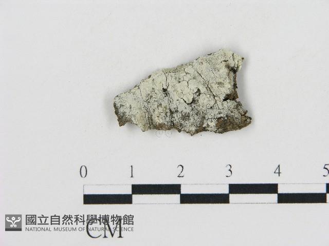 冇骨消絲齒菌藏品圖，第1張