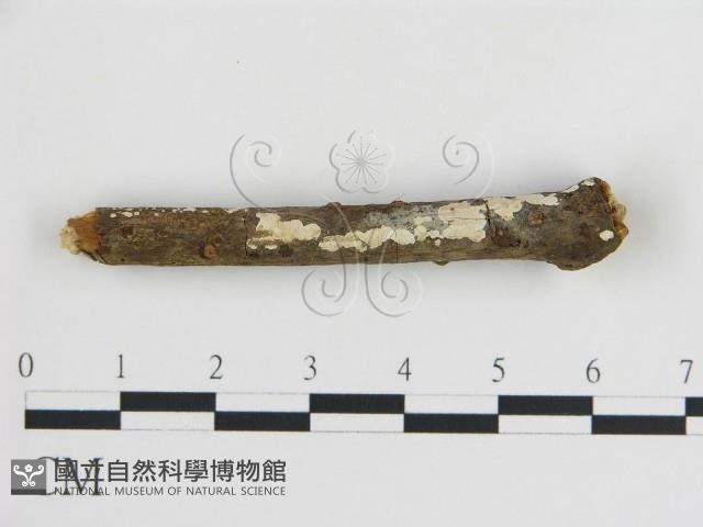 登錄號:F0015149藏品圖，第1張