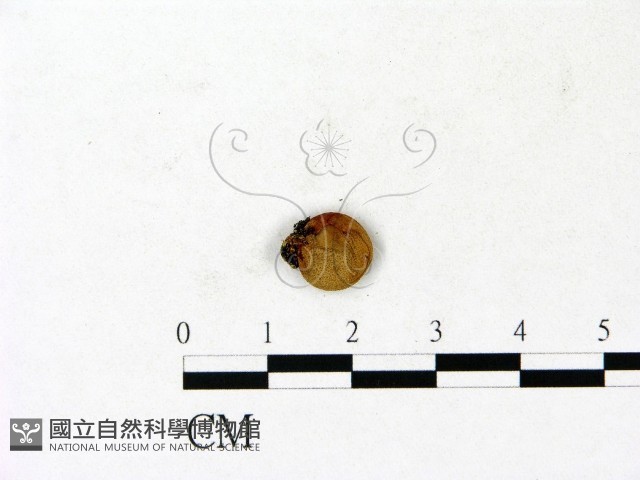 登錄號:F0023149藏品圖，第1張