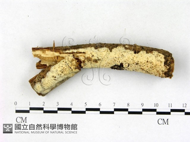 登錄號:F0003149藏品圖，第1張