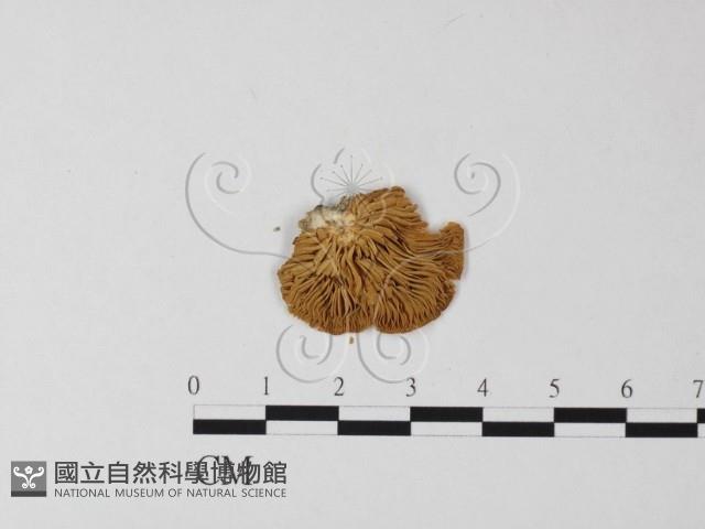 登錄號:F0013149藏品圖，第1張