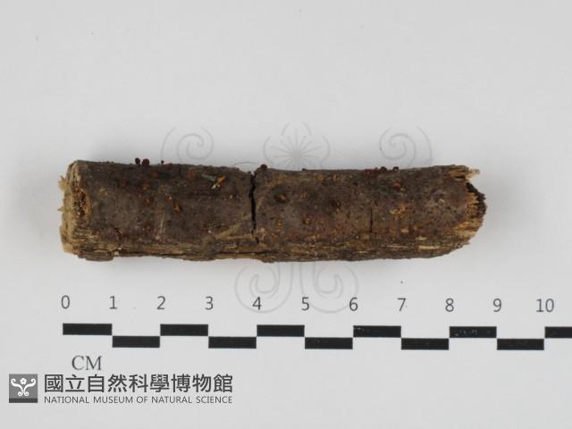 登錄號:F0033149藏品圖，第1張