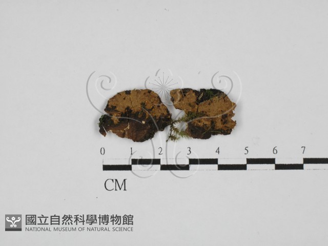 刺革菌屬藏品圖，第1張