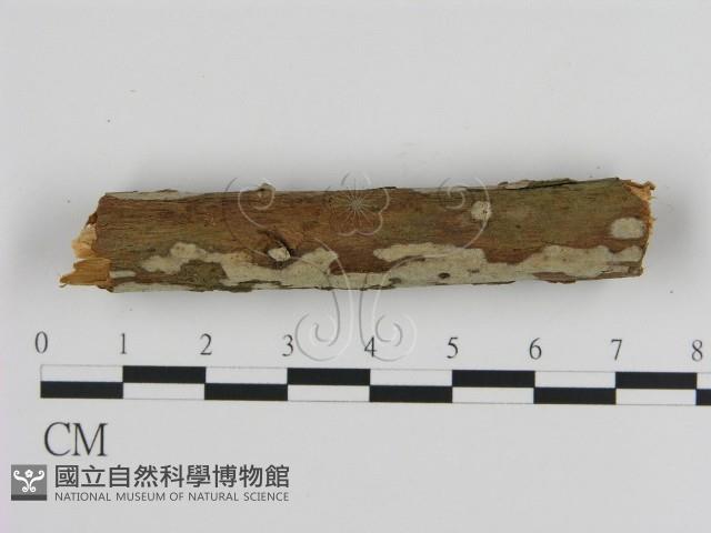 絲皮菌屬藏品圖，第3張