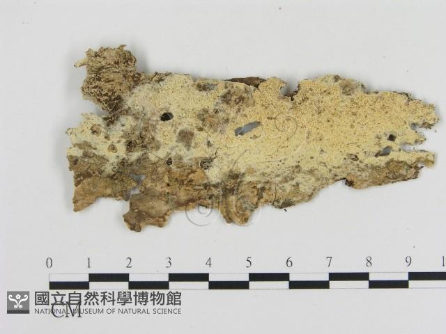 登錄號:F0000049藏品圖，第1張