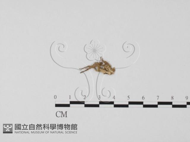 登錄號:F0010049藏品圖，第1張