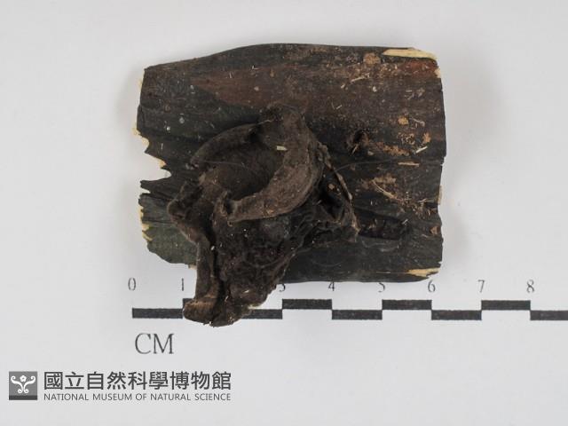 登錄號:F0030049藏品圖，第1張