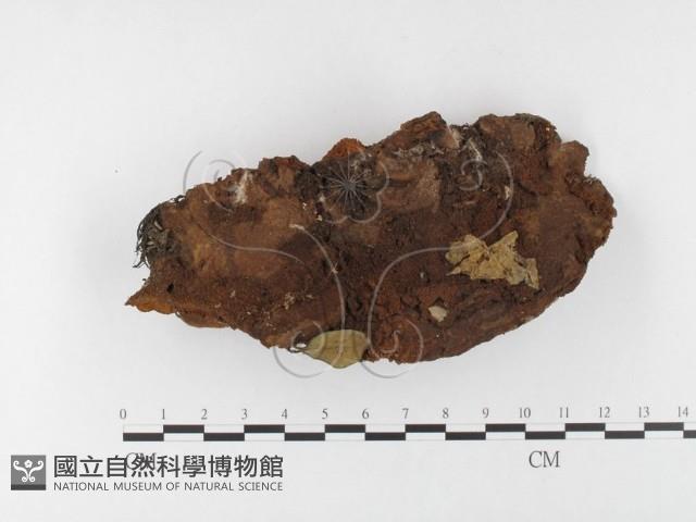 木層孔菌屬藏品圖，第1張