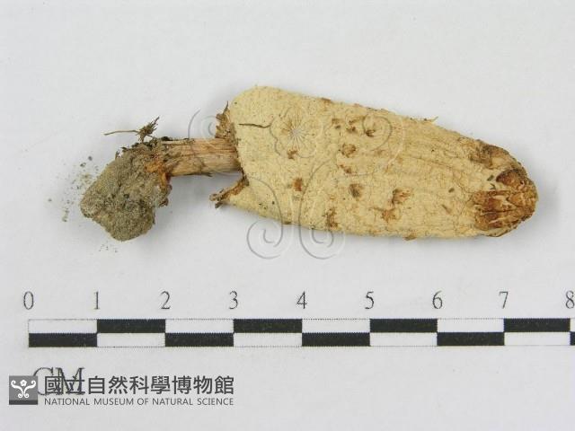 Accession Number:F0016049 Collection Image, Figure 1, Total 3 Figures