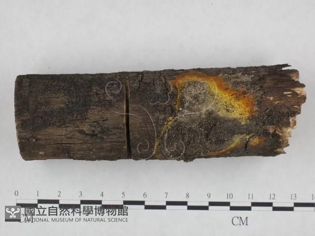 登錄號:F0021049藏品圖，第1張