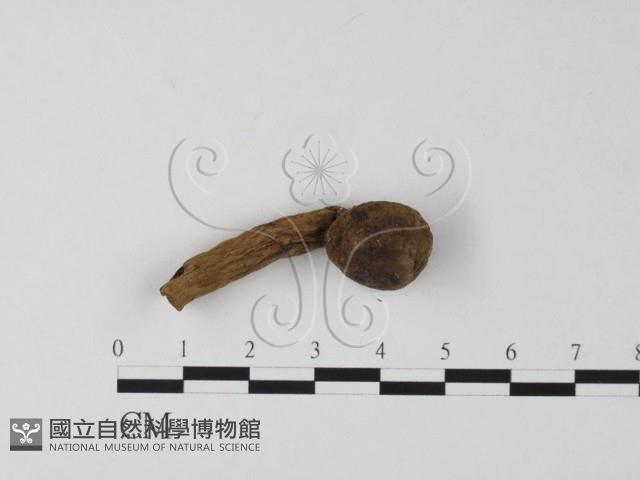 登錄號:F0011049藏品圖，第1張