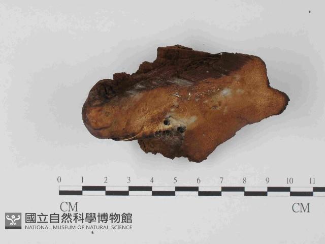 登錄號:F0024049藏品圖，第1張