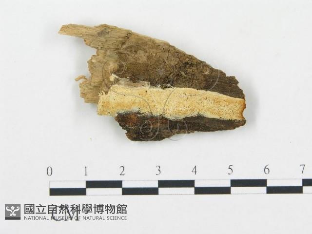 登錄號:F0014049藏品圖，第1張