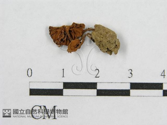 盔孢傘屬藏品圖，第1張
