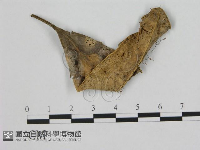 登錄號:F0012049藏品圖，第1張