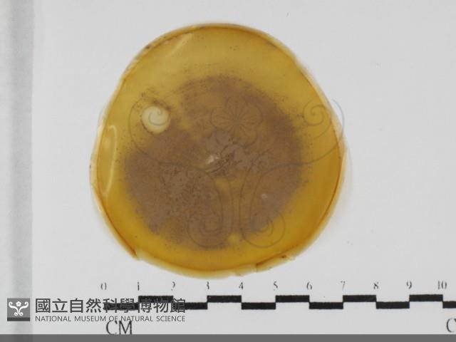登錄號:F0032049藏品圖，第1張