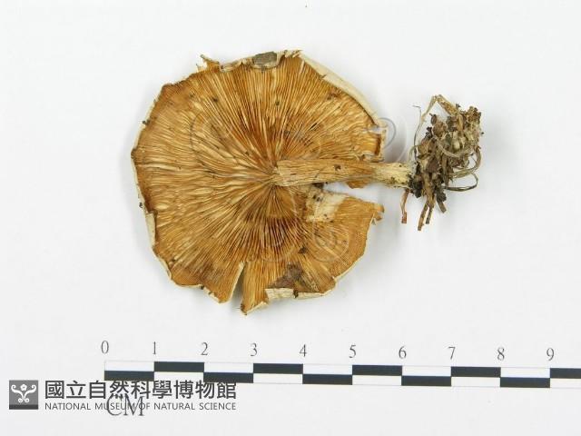 杯傘屬藏品圖，第1張