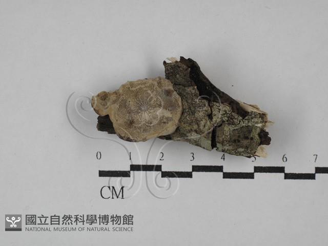 登錄號:F0029049藏品圖，第1張