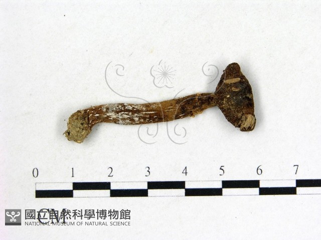 登錄號:F0003049藏品圖，第1張