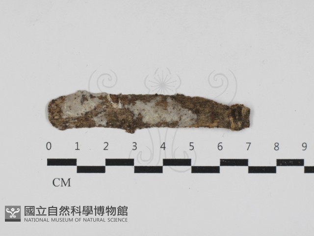 絲皮菌屬藏品圖，第1張