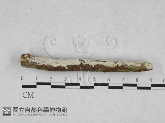 絲齒菌屬藏品圖，第1張