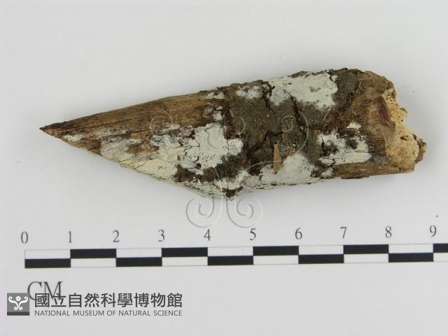 絲齒菌屬藏品圖，第1張