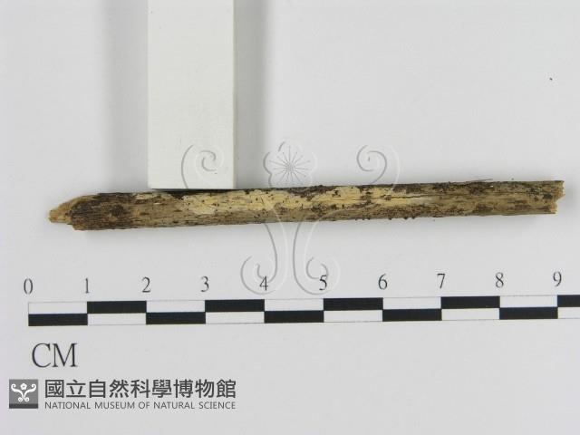 登錄號:F0000349藏品圖，第1張