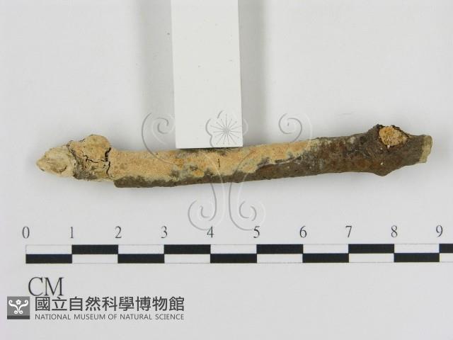 登錄號:F0010349藏品圖，第1張