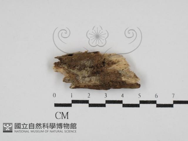 絲齒菌屬藏品圖，第1張