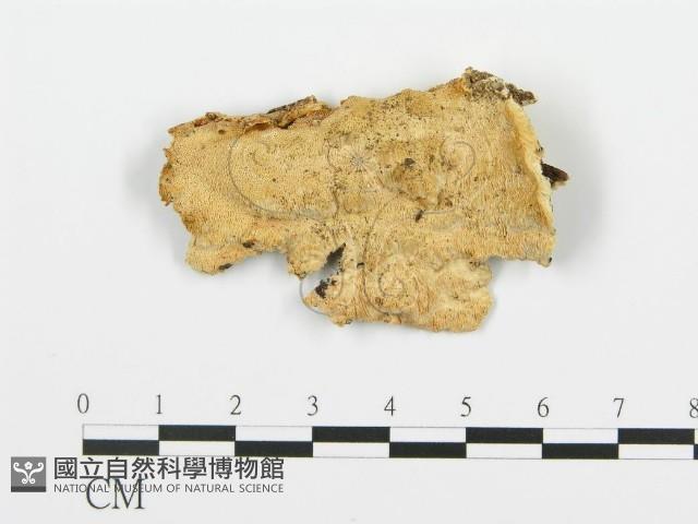 登錄號:F0006349藏品圖，第1張