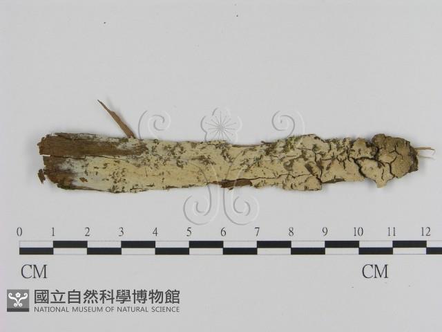 登錄號:F0021349藏品圖，第1張