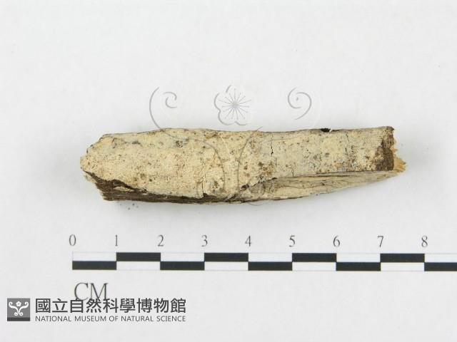 樹脂殼菌屬藏品圖，第1張