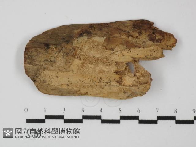 登錄號:F0031349藏品圖，第1張