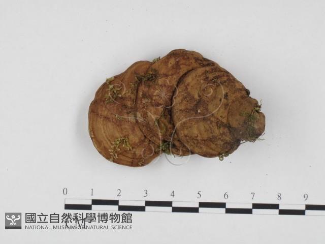 登錄號:F0024349藏品圖，第1張