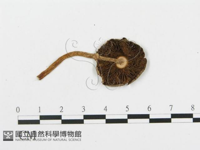 登錄號:F0014349藏品圖，第1張
