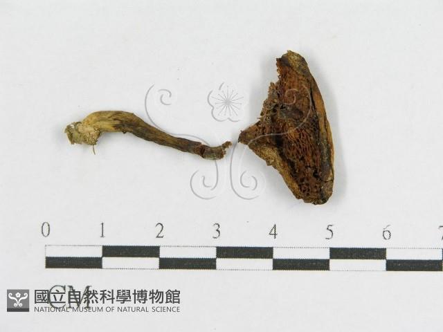 登錄號:F0012349藏品圖，第1張