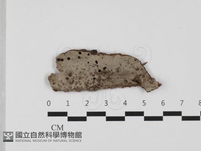 登錄號:F0032349藏品圖，第1張