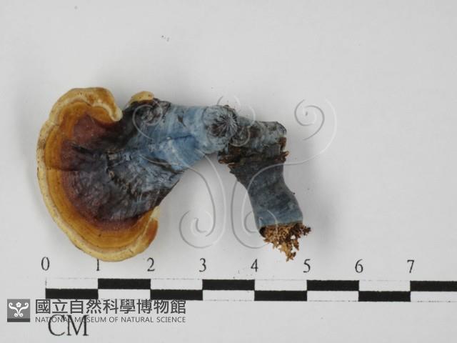 靈芝屬藏品圖，第1張