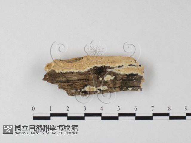 登錄號:F0025349藏品圖，第1張