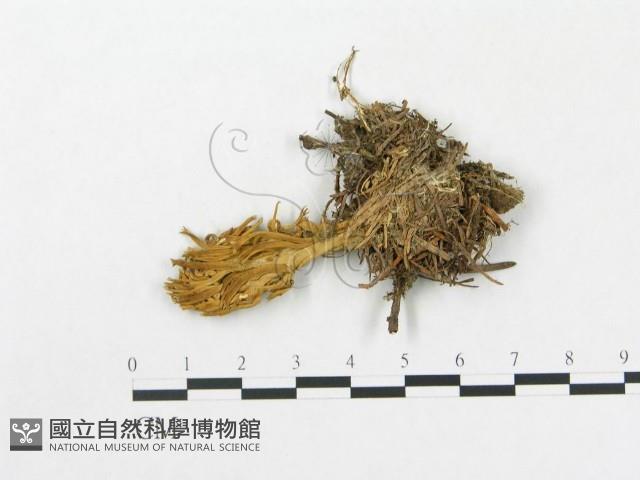 登錄號:F0015349藏品圖，第1張