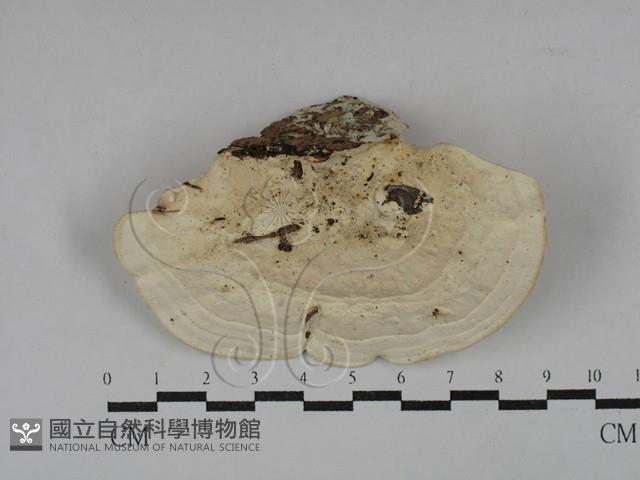 登錄號:F0029349藏品圖，第1張