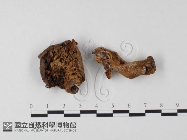 紅菇屬藏品圖，第1張