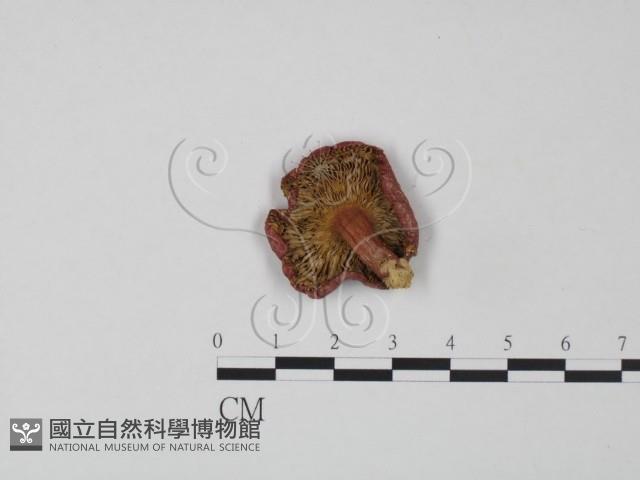 紅菇屬藏品圖，第1張