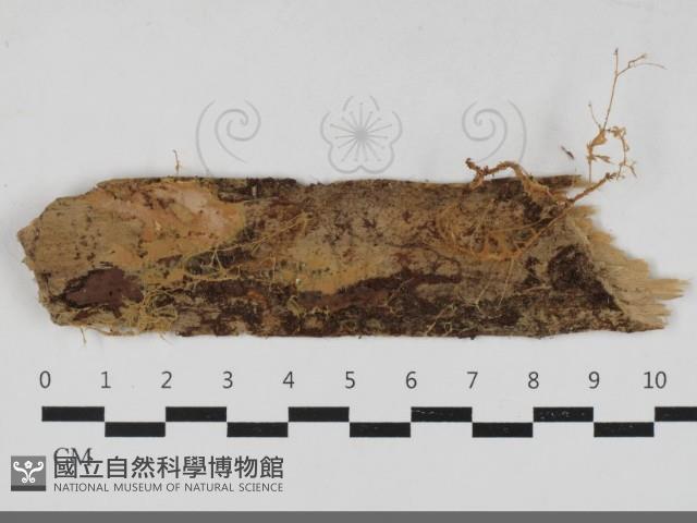 登錄號:F0033349藏品圖，第1張