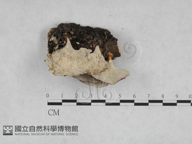相鄰小孔菌藏品圖，第1張